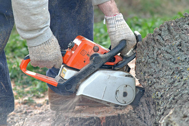 Professional Tree Services in Orinda, CA